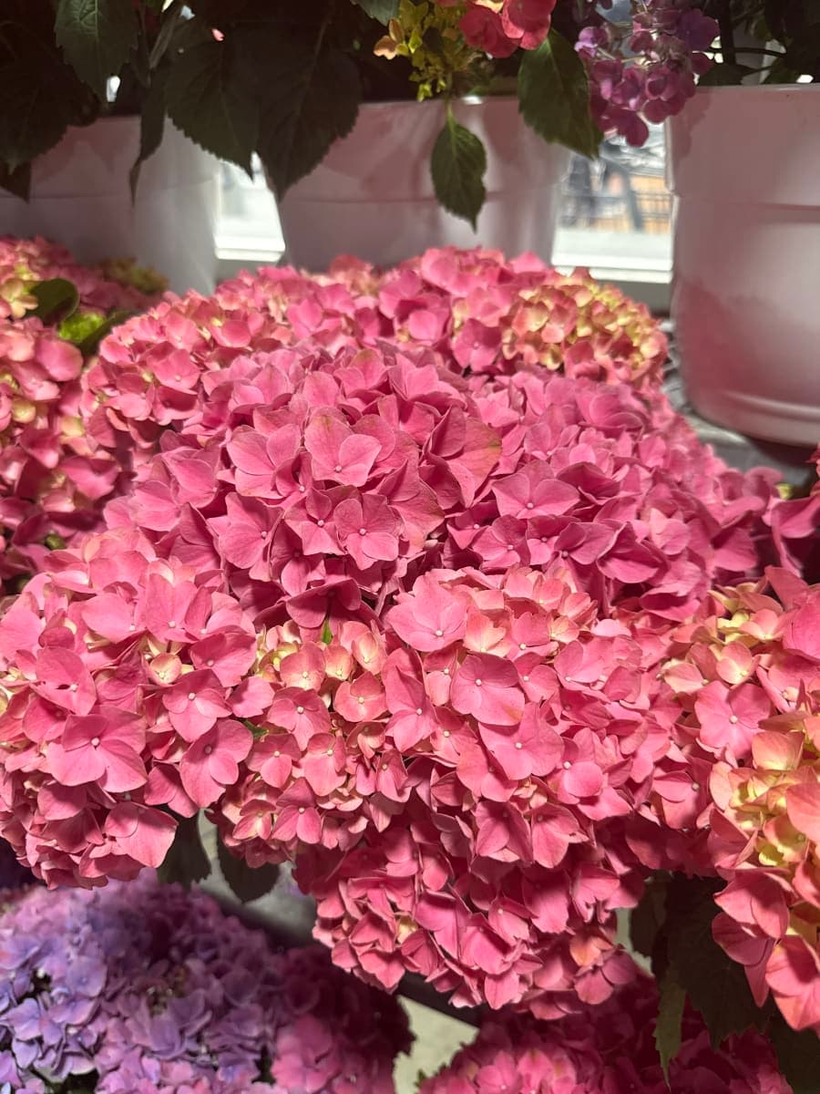 Bigleaf Hydrangea