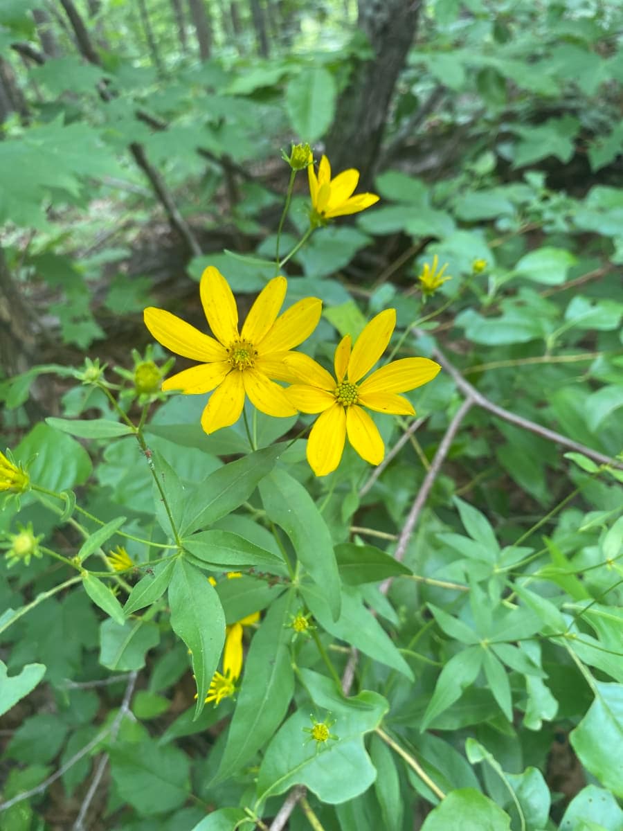 greater tickseed