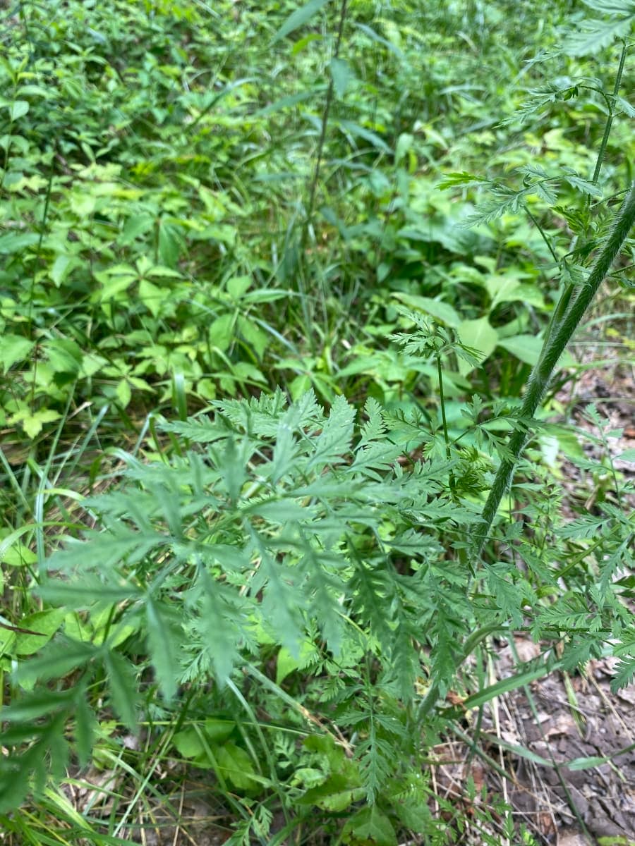 Wild Carrot