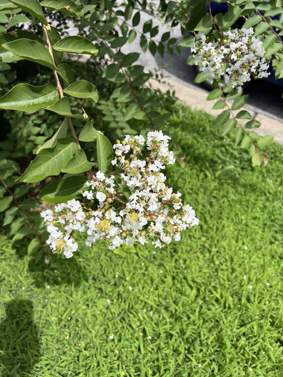 crapemyrtle